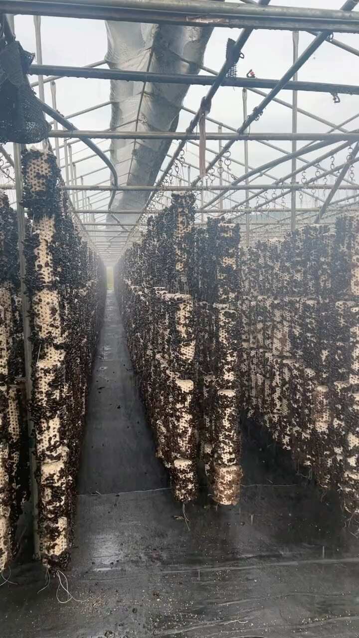 东宁黑木耳大地泡发比高常年批发原产地