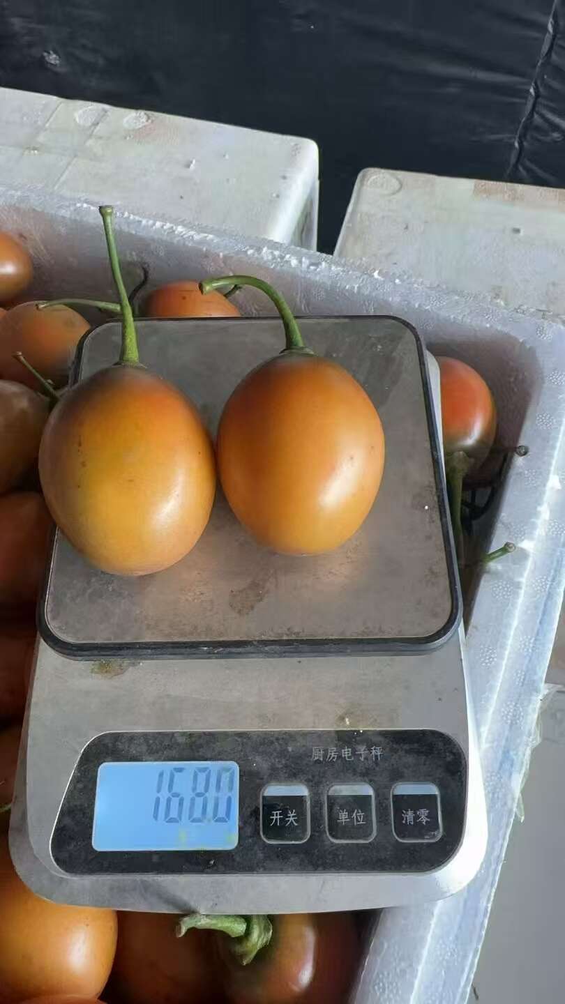 树番茄，云南直发，基地直发，品质保证