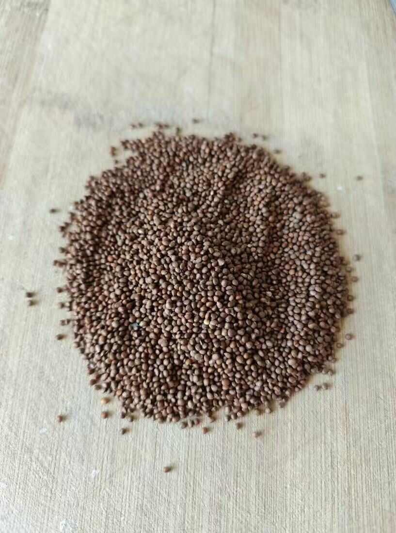 黑龙江精品紫苏子，净货量大，出油率高