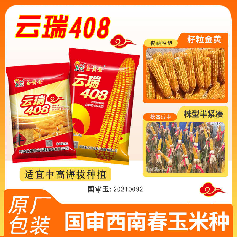 西南国审玉米种子云瑞408
