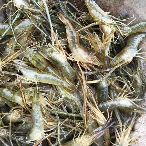 微山湖小河虾淡水新鲜活体速冻保鲜冷冻大号鲜青虾醉虾大草虾鱼食
