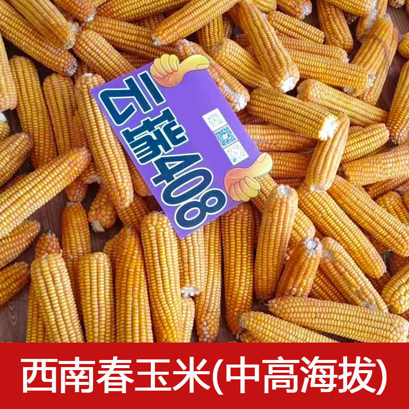 西南国审玉米种子云瑞408