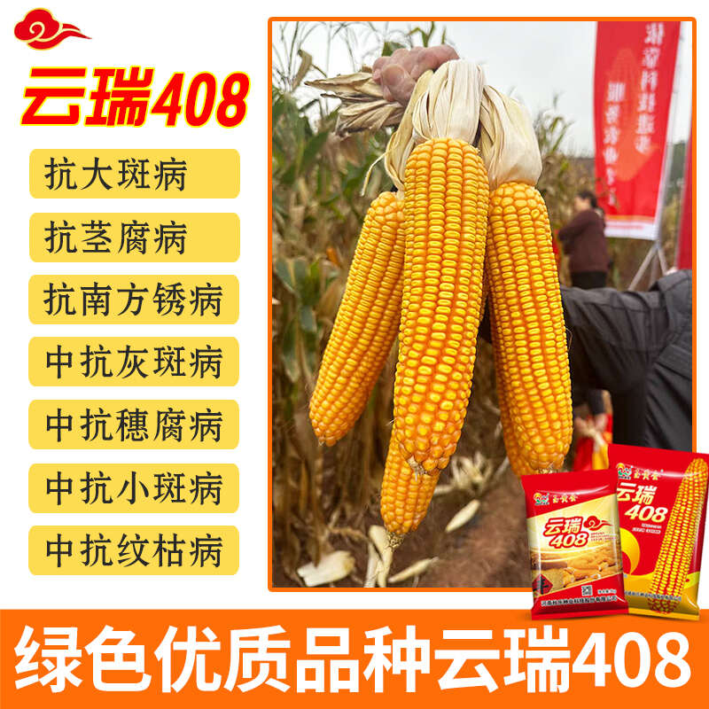西南国审玉米种子云瑞408