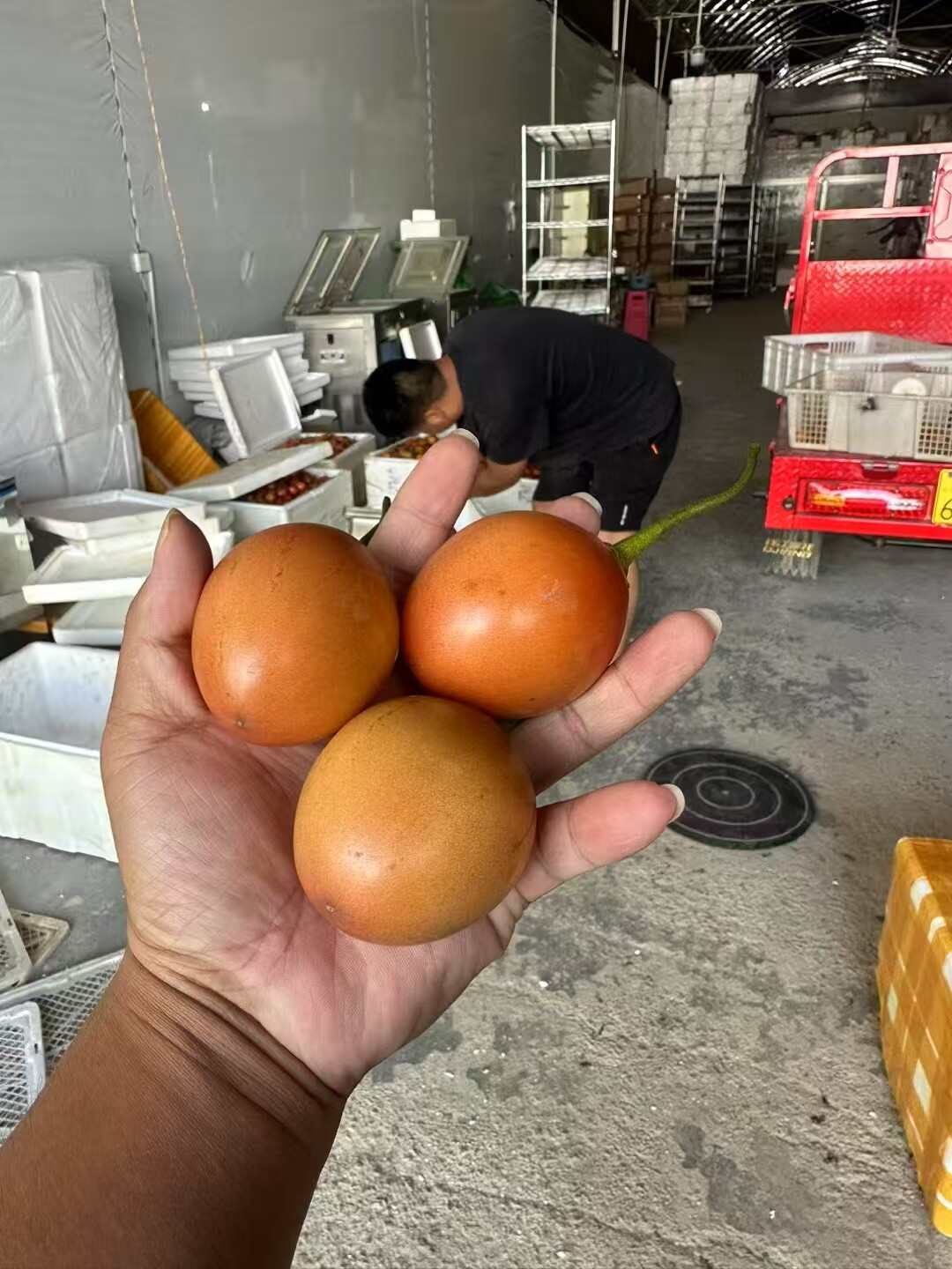 树番茄，云南直发，基地直发，品质保证