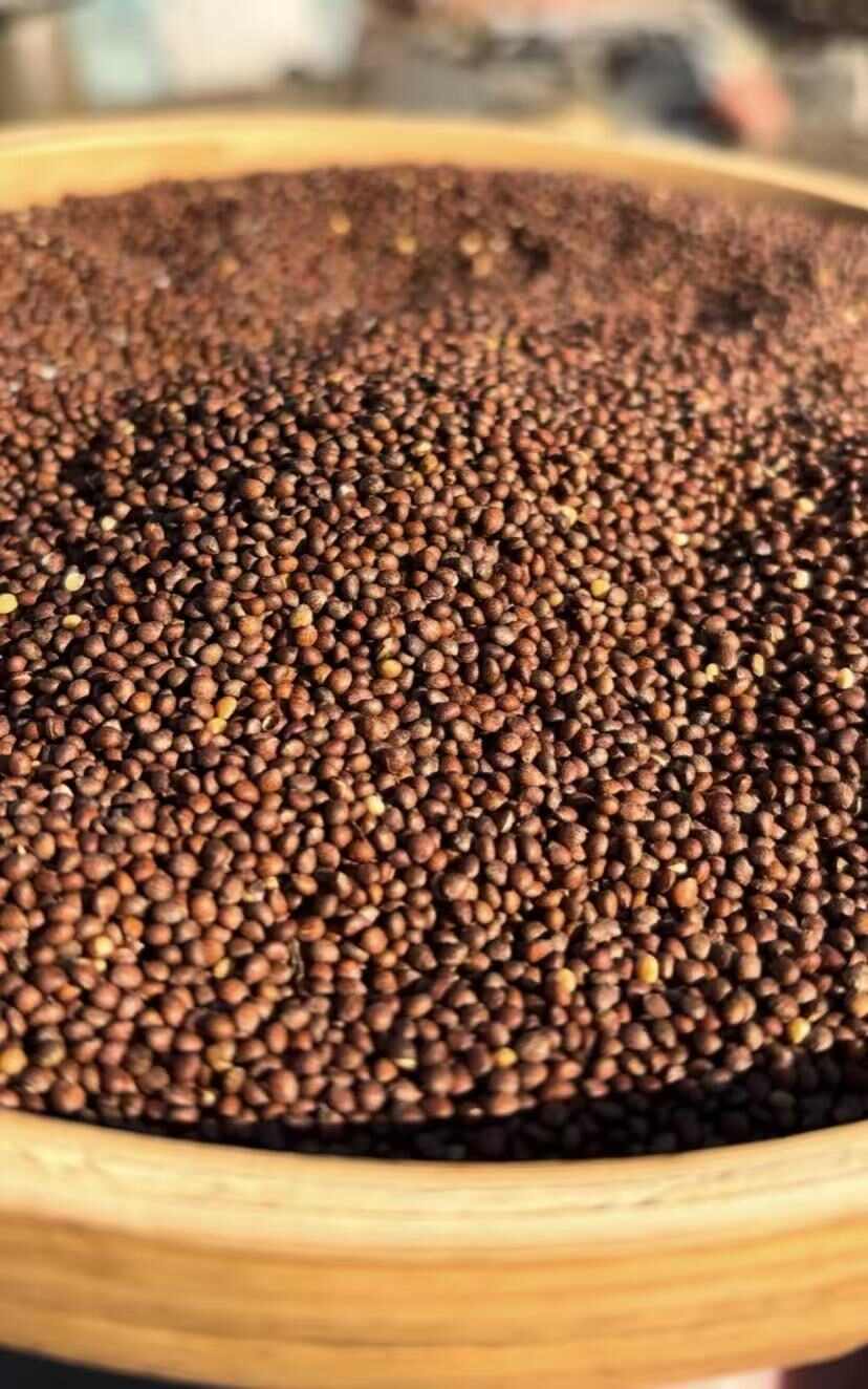 黑龙江精品紫苏子，净货量大，出油率高