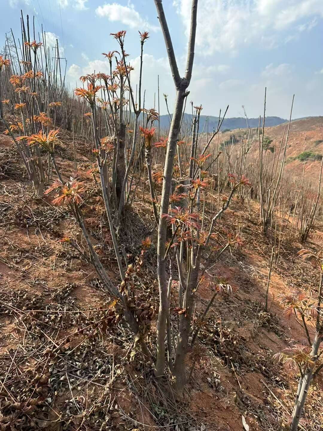 香椿，云南反季上市中，品质保证，全国包邮