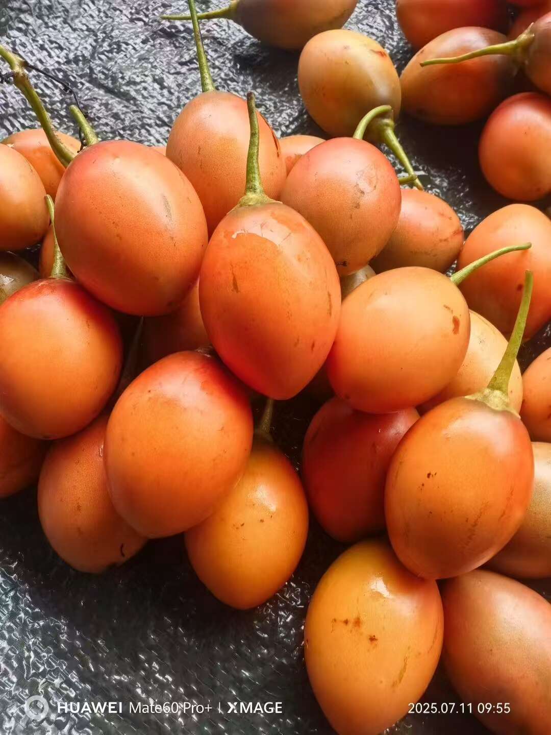 树番茄，云南直发，基地直发，品质保证