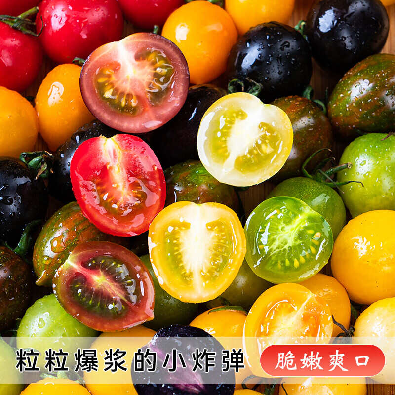 新鲜彩色小番茄圣女果混合装七彩七色圣女果酸甜多汁现摘现发顺丰