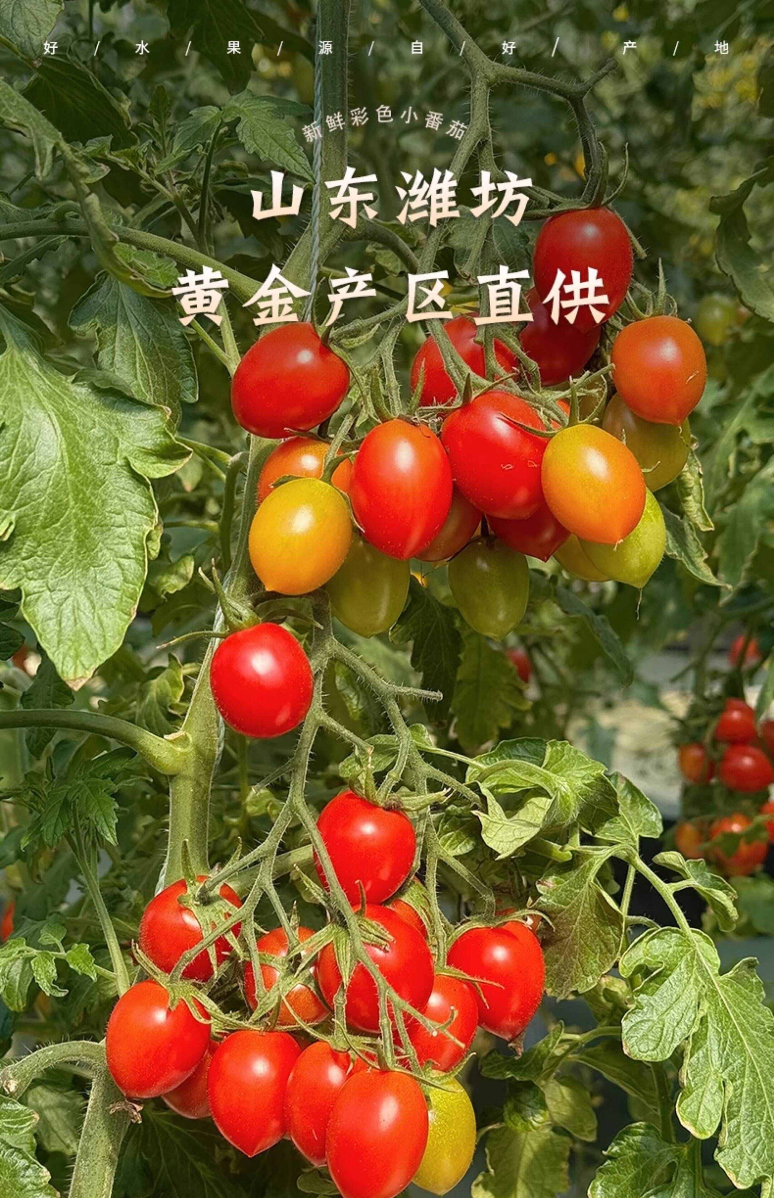 新鲜彩色小番茄圣女果混合装七彩七色圣女果酸甜多汁现摘现发顺丰