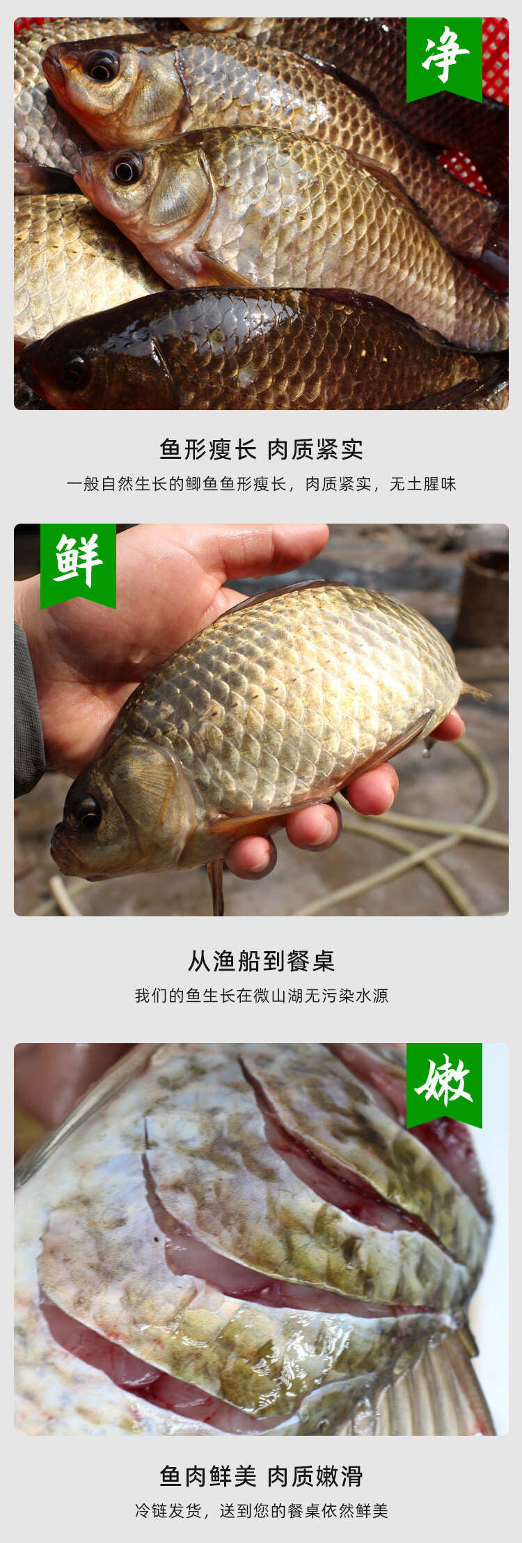 微山湖鲫鱼渔民捕捞新鲜活体现杀淡水鱼产妇老人小孩煲汤滋补饭店