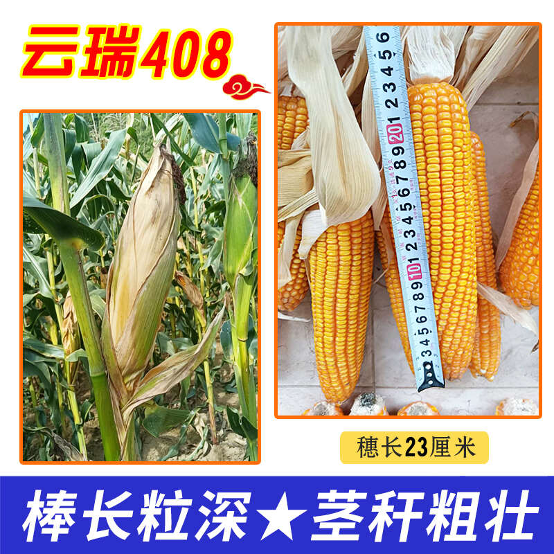 西南国审玉米种子云瑞408