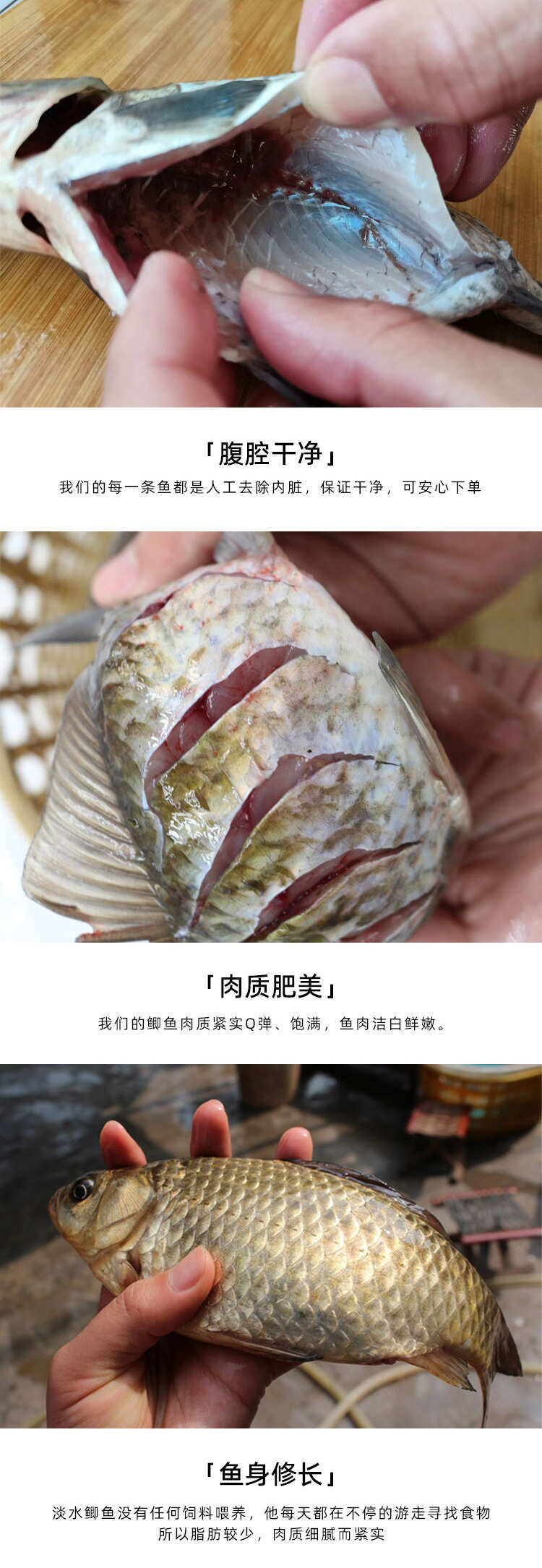 微山湖鲫鱼渔民捕捞新鲜活体现杀淡水鱼产妇老人小孩煲汤滋补饭店