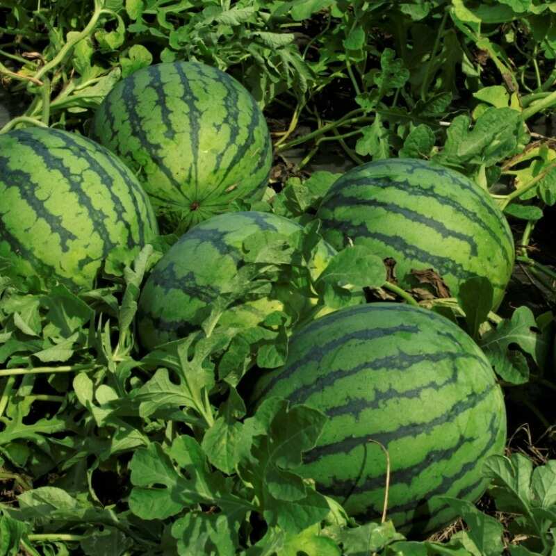 中微量元素 果树肥13-7-15 35%  硫酸钾型 复合肥