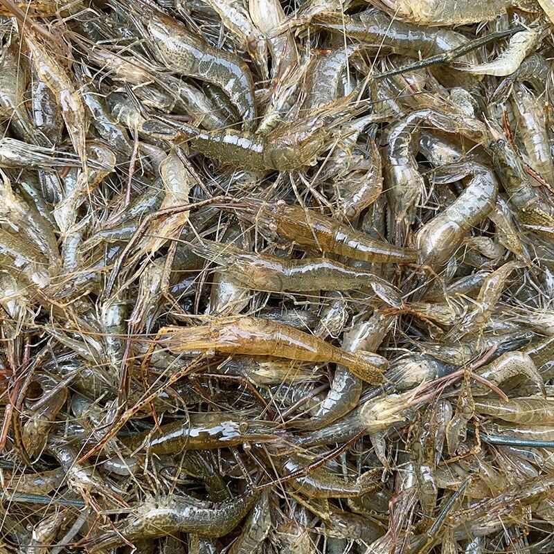 微山湖小河虾淡水新鲜活体速冻保鲜冷冻大号鲜青虾醉虾大草虾鱼食