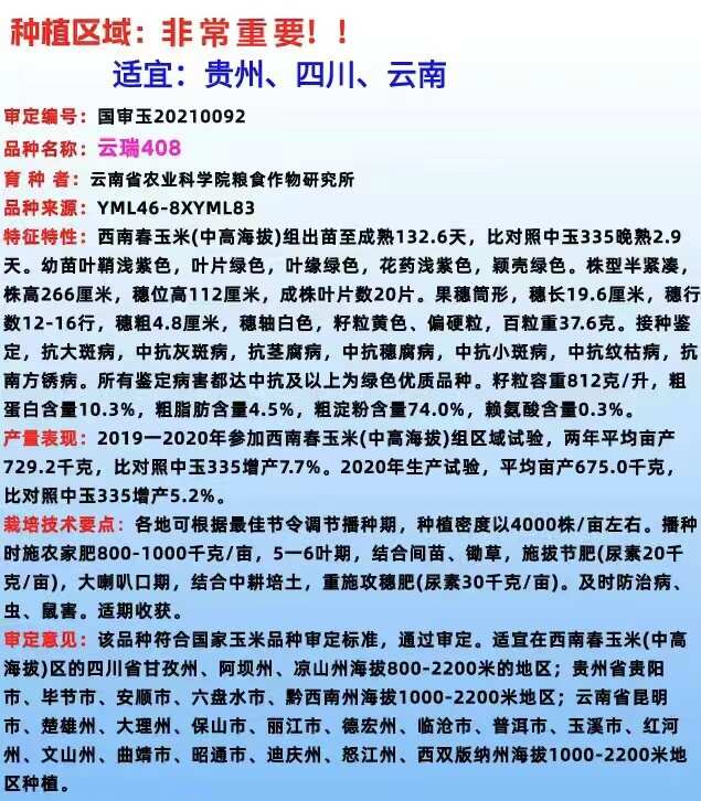 西南国审玉米种子云瑞408