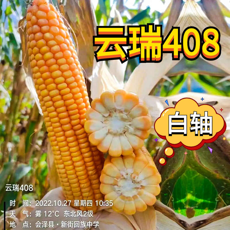 西南国审玉米种子云瑞408