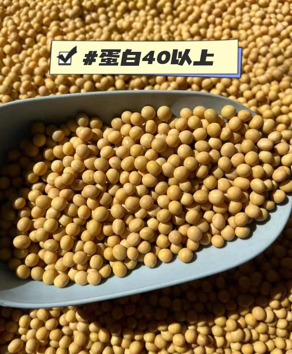 佳木斯黄豆，蛋白40以上