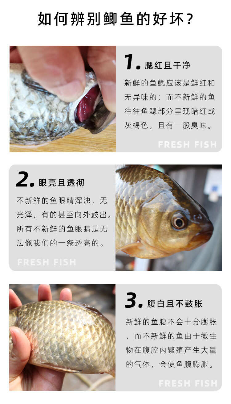 微山湖鲫鱼渔民捕捞新鲜活体现杀淡水鱼产妇老人小孩煲汤滋补饭店