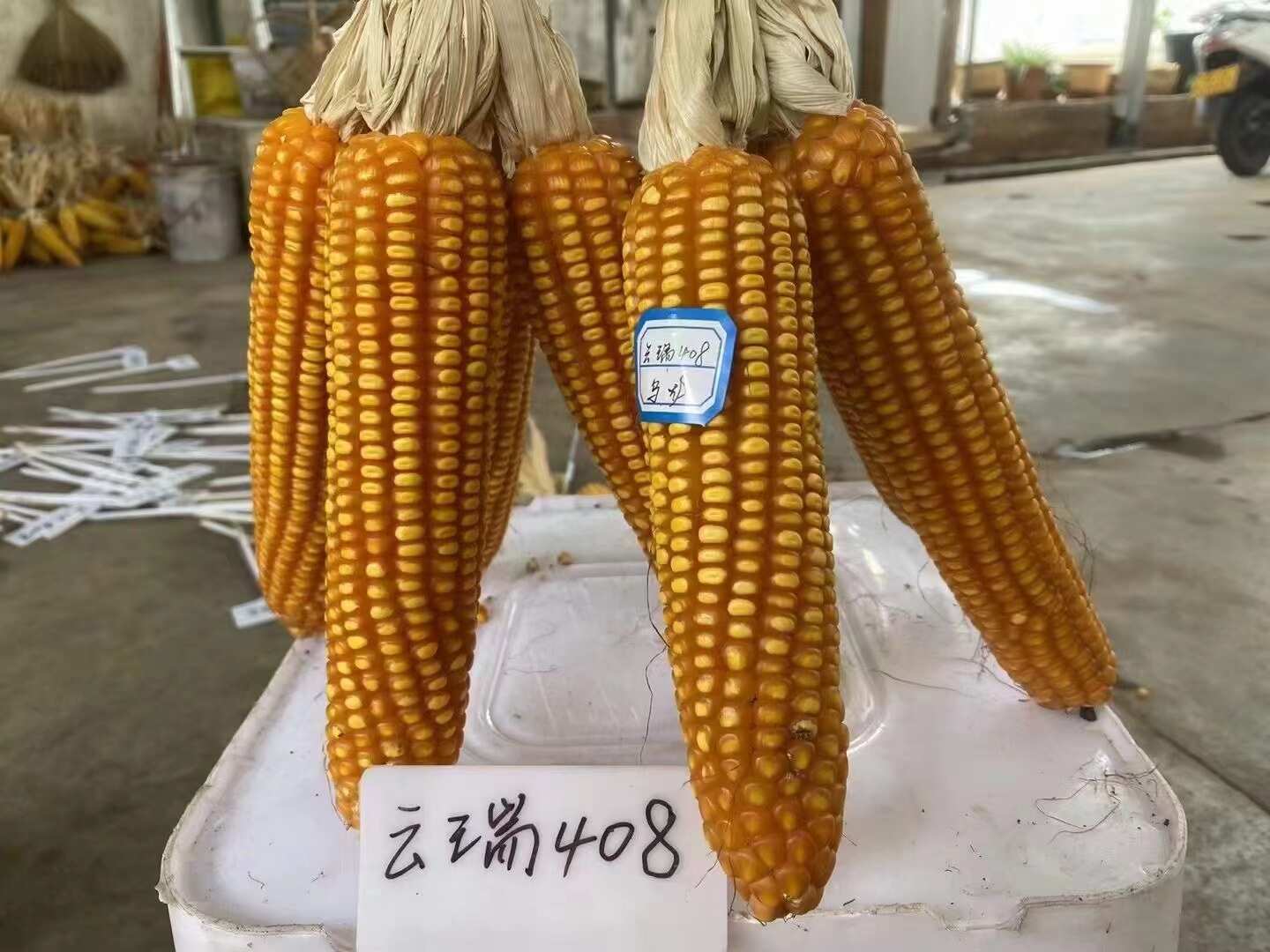 西南国审玉米种子云瑞408
