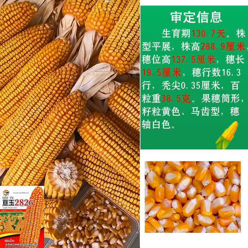 亘玉2826中高海拔玉米种子厂家直销