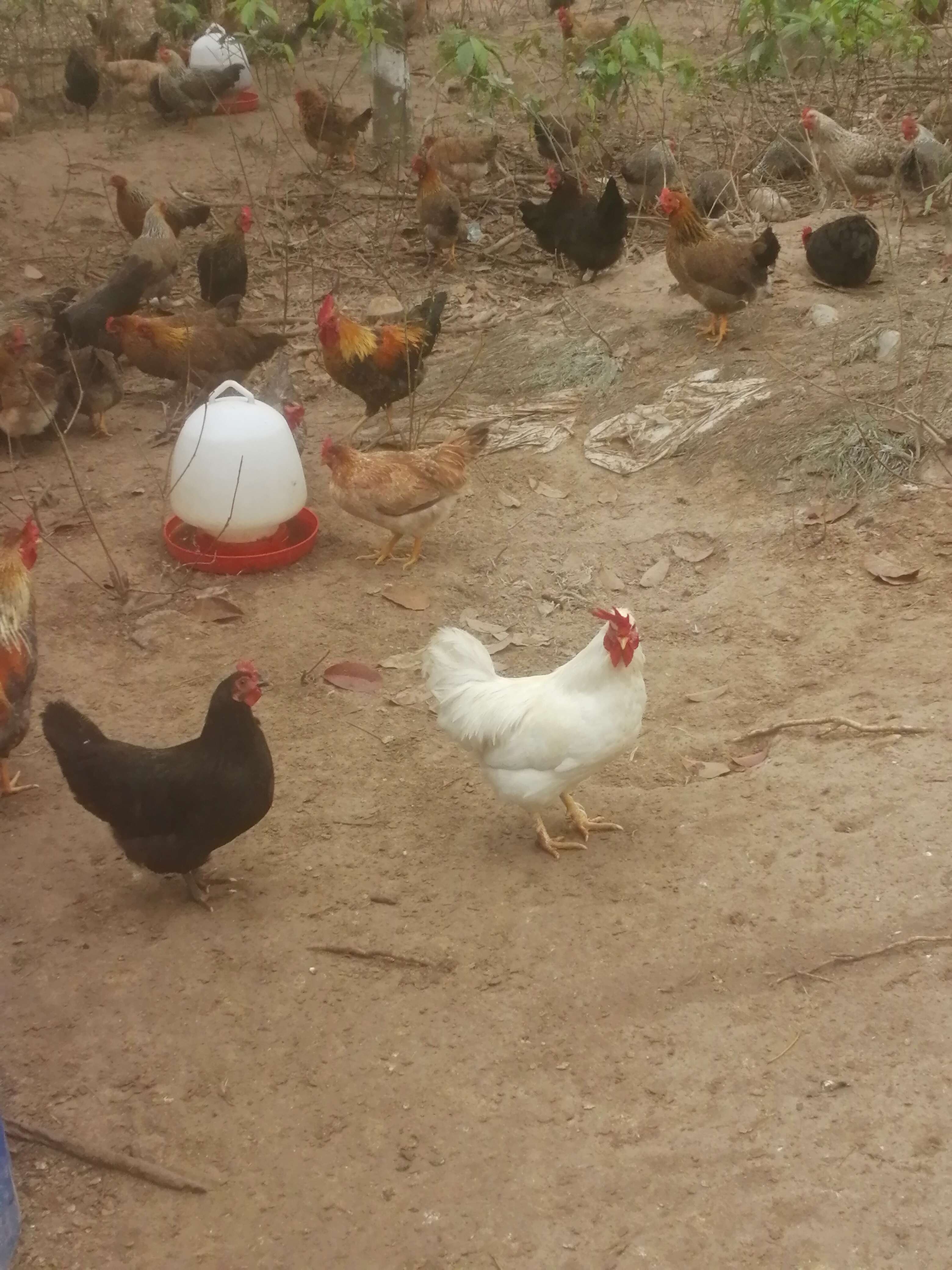 蚂蚁鸡，海南特产，玉米散养，养了180天以上【海南送货上门】