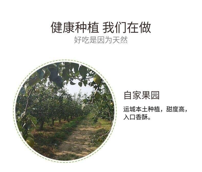 【产地直发】红香酥梨新鲜水果当季现摘现发香梨薄皮青皮批发脆甜