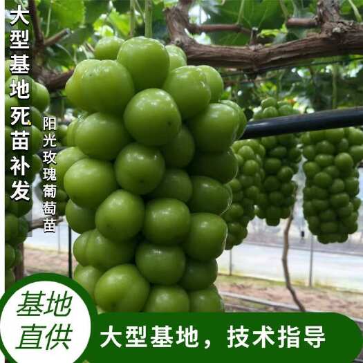 阳光玫瑰葡萄苗 当年结果 正宗品种 苗木保真死苗补发 新品种
