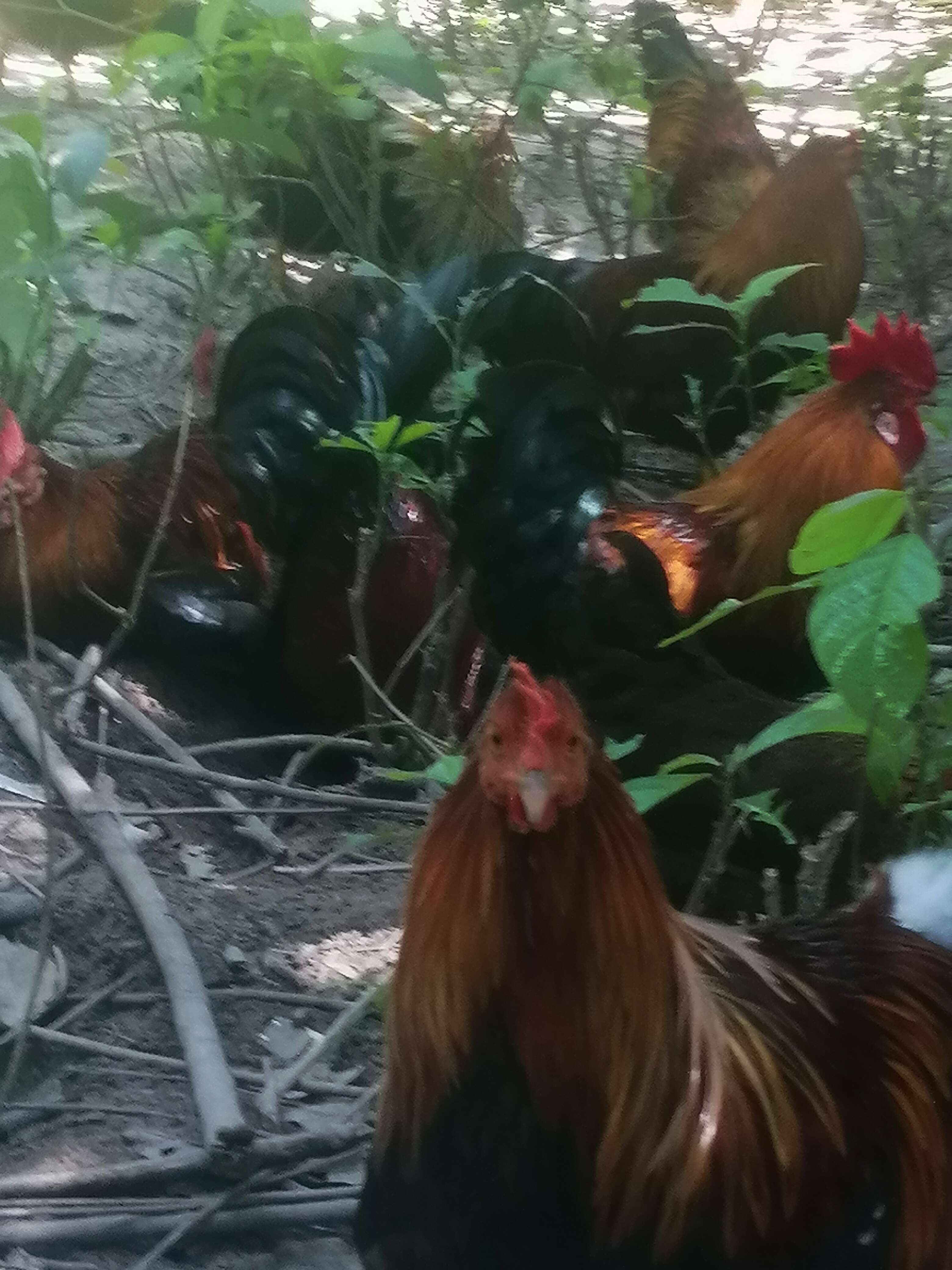 蚂蚁鸡，海南特产，玉米散养，养了180天以上【海南送货上门】