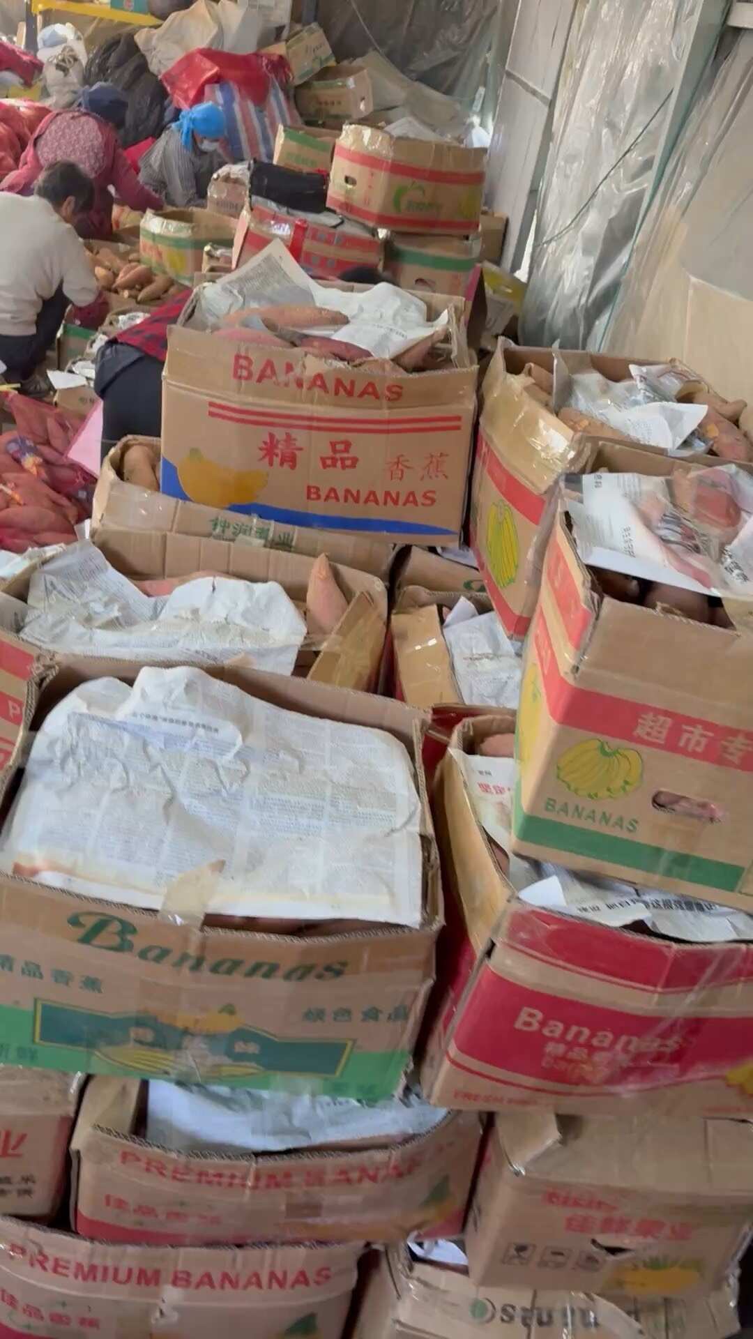 山东烟薯25号中果