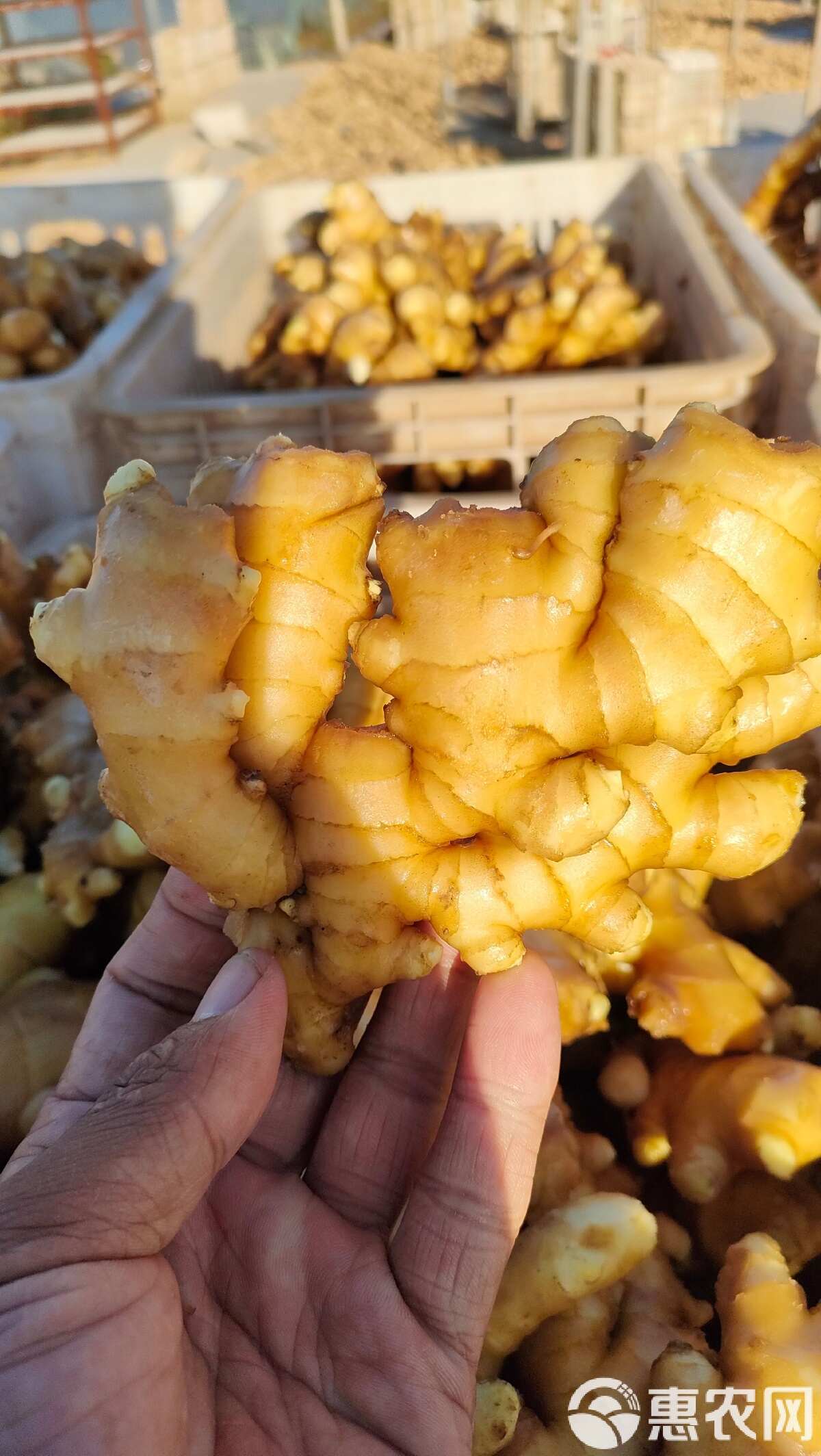 湖南溆浦小黄姜 新鲜二级水洗新姜 快递整车供应