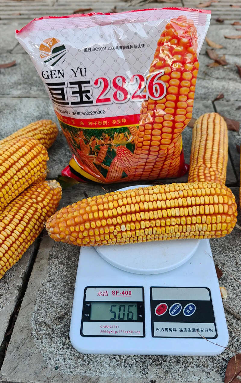 亘玉2826中高海拔玉米种子厂家直销