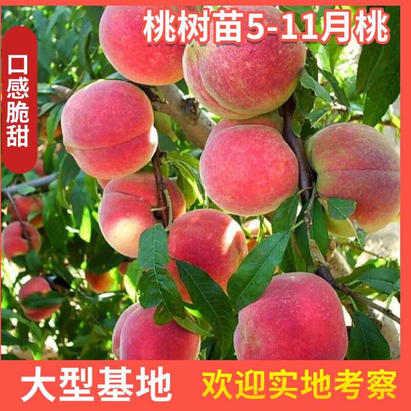 中桃/春蜜/春雪/突围/红不软/映霜红/国庆红 5-11月桃