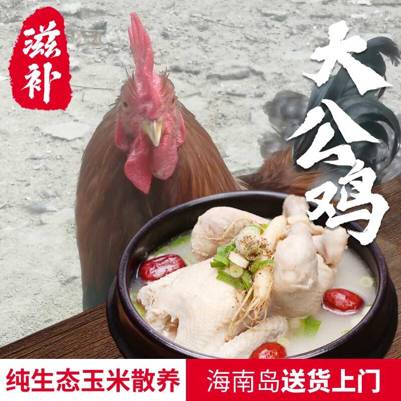 公鸡海南蚂蚁鸡，公鸡的天花板，纯生态玉米散养，海南送货上门】