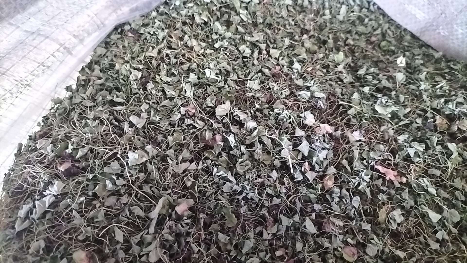 精品小叶金钱草马蹄金水洗干货自然晾晒大量供货质量保证