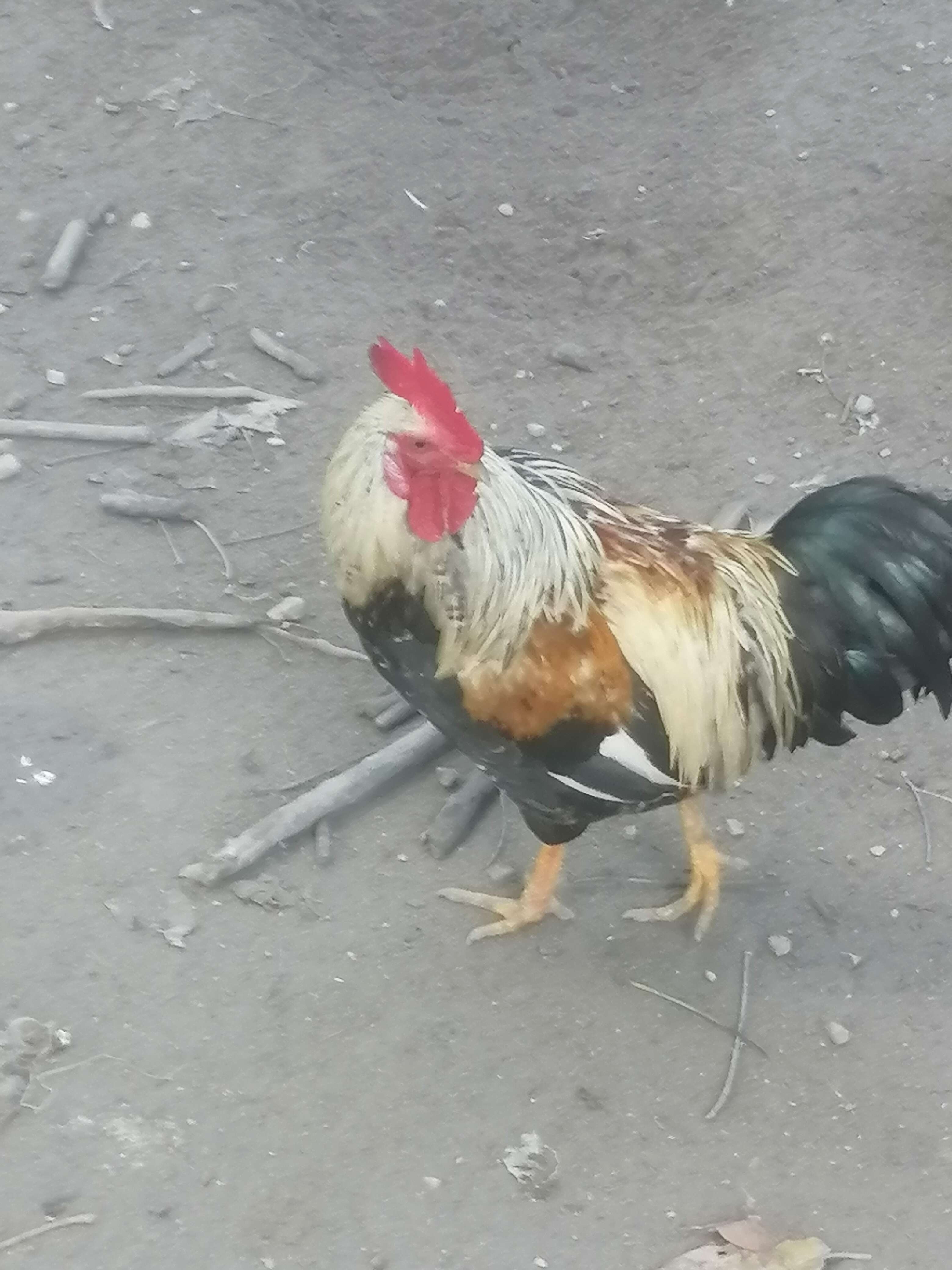 蚂蚁鸡，海南特产，玉米散养，养了180天以上【海南送货上门】