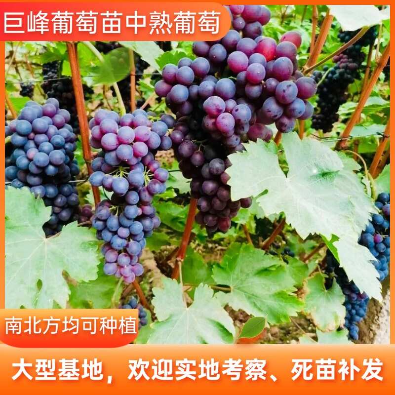 巨峰葡萄苗 中熟葡萄 南北方均可种植 高产热销品种
