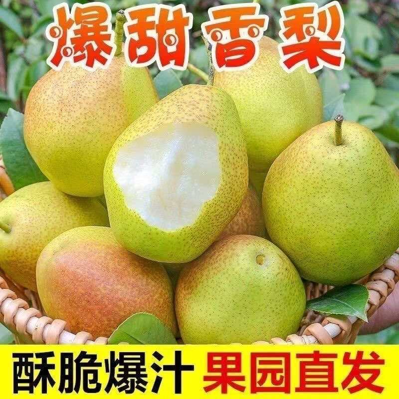 【产地直发】红香酥梨新鲜水果当季现摘现发香梨薄皮青皮批发脆甜