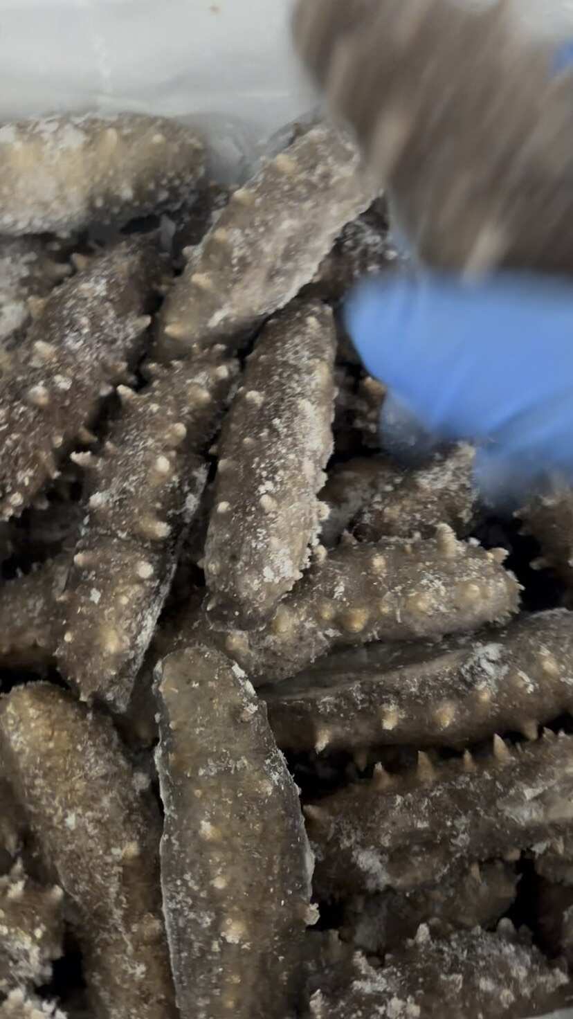 即食海参厂家直销各种规格辽参开袋即食送礼家用贩卖都合适推荐