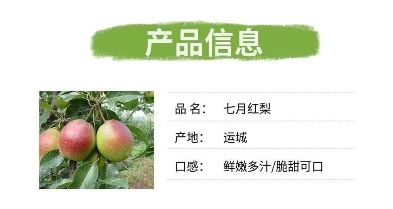 【产地直发】红香酥梨新鲜水果当季现摘现发香梨薄皮青皮批发脆甜