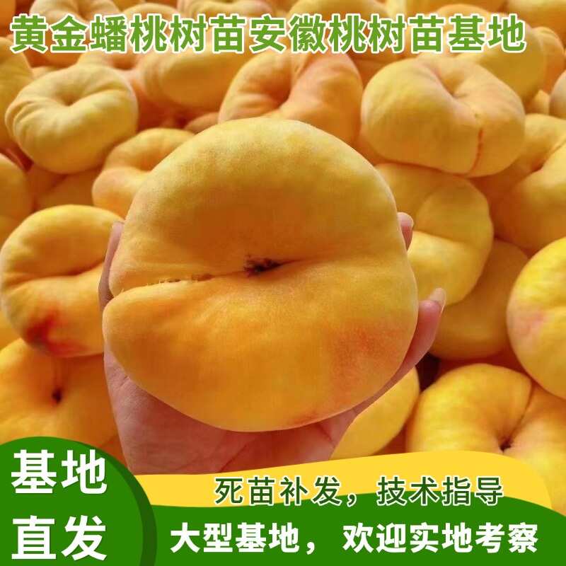 黄金蟠桃树苗 风味天后蟠桃 6月早熟蟠桃苗 安徽桃树苗基地
