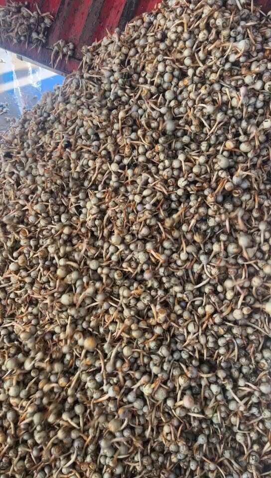 云南精品蓝皮茨菇 大量上市 产地直销 一手货源 欢迎来电咨询