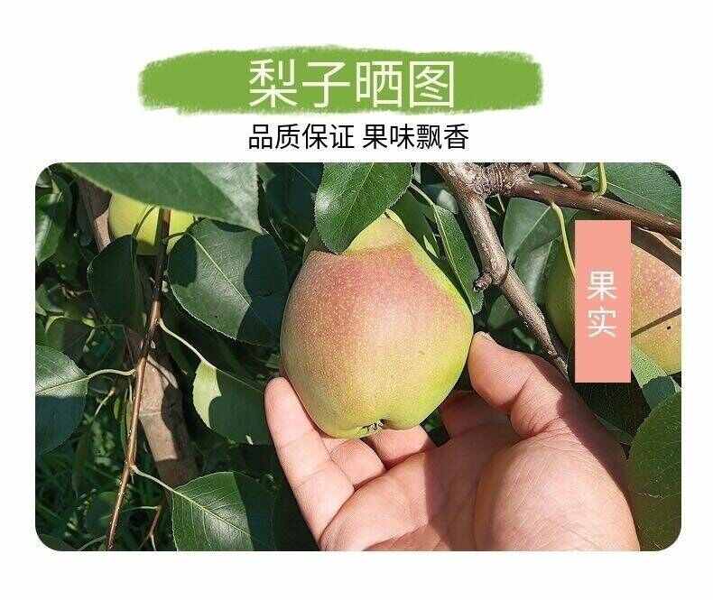 【产地直发】红香酥梨新鲜水果当季现摘现发香梨薄皮青皮批发脆甜