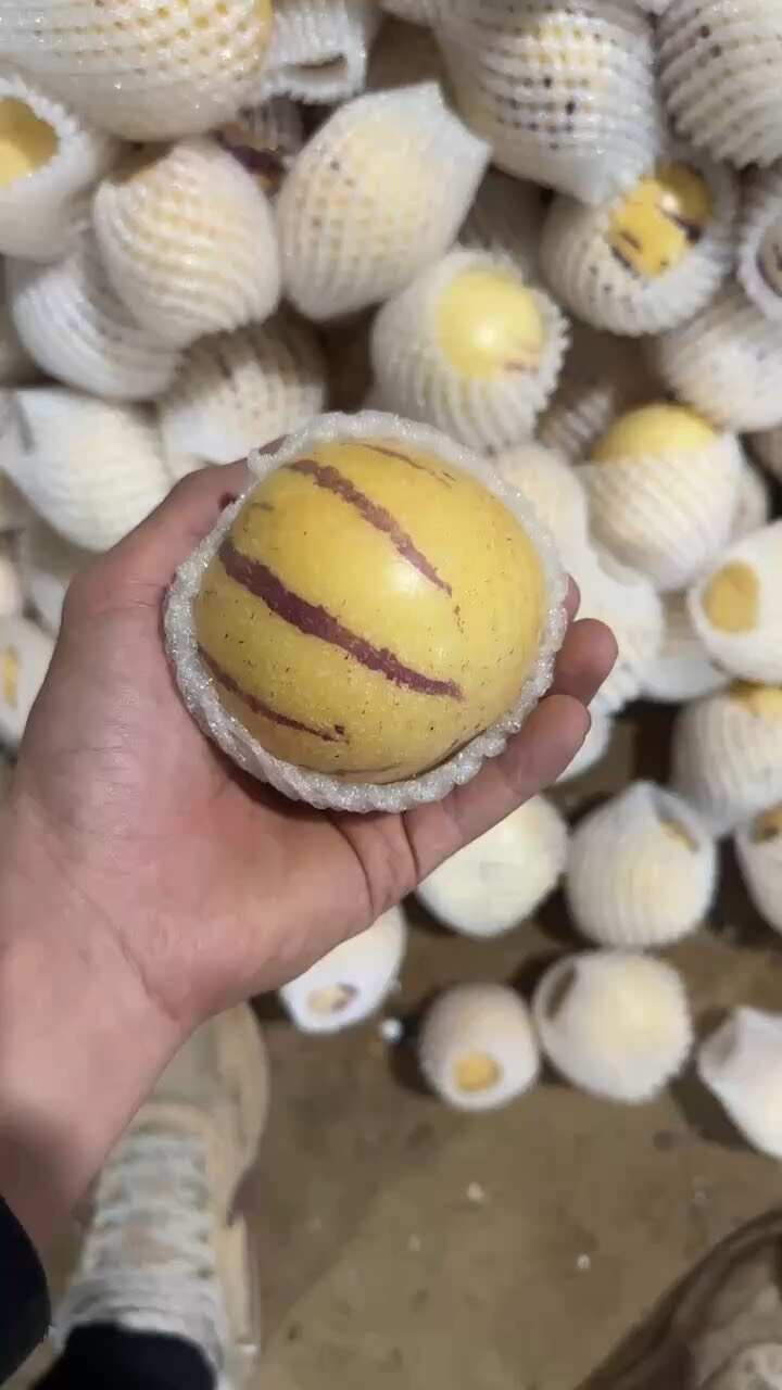 云南人参果 纯熟上熟网套果