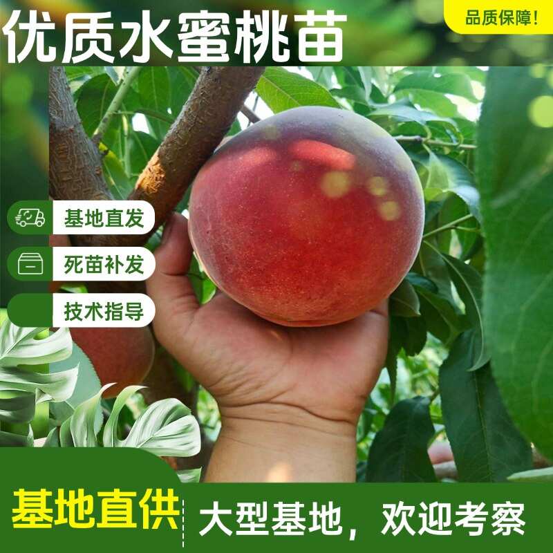 优质水蜜桃 5-11月份 脆甜多汁 嫁接成品苗