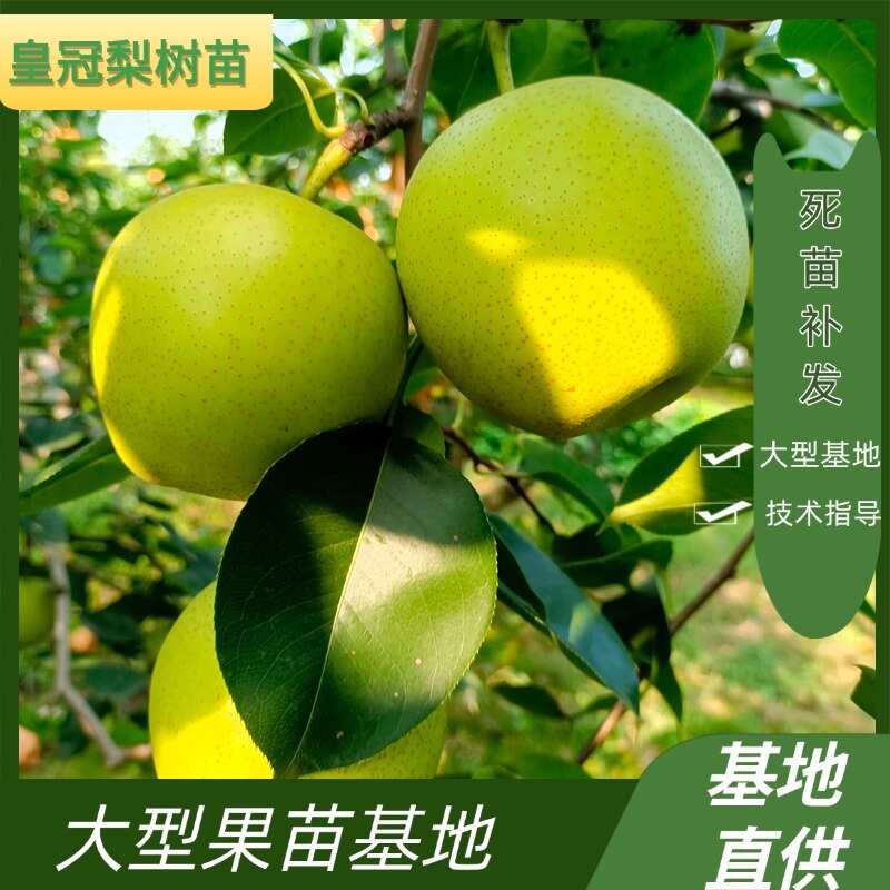 酥梨 砀山酥梨 嫁接成品苗 现挖现发 品种保真供应