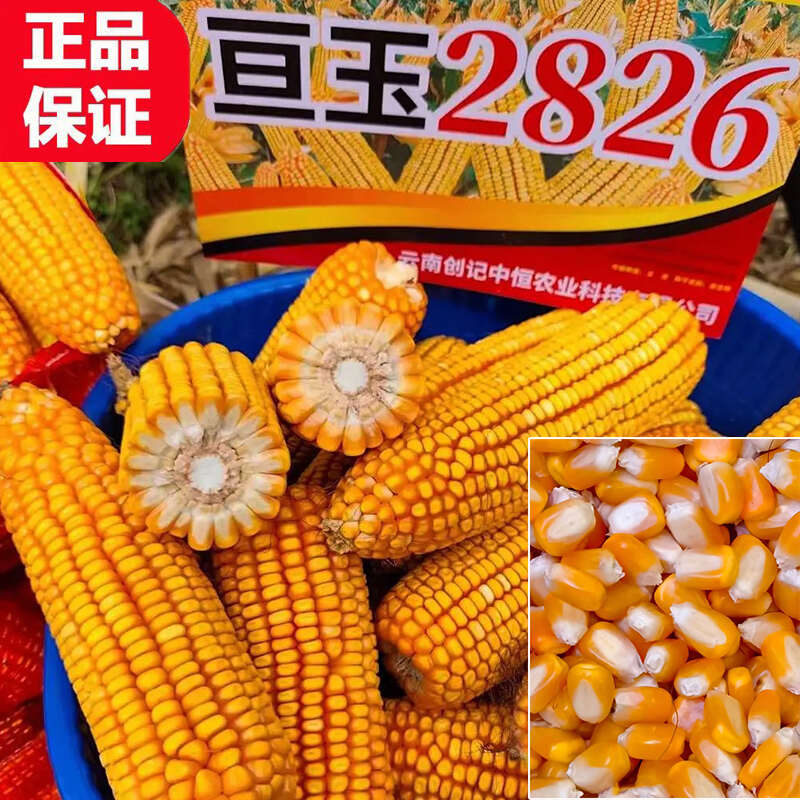亘玉2826中高海拔玉米种子厂家直销