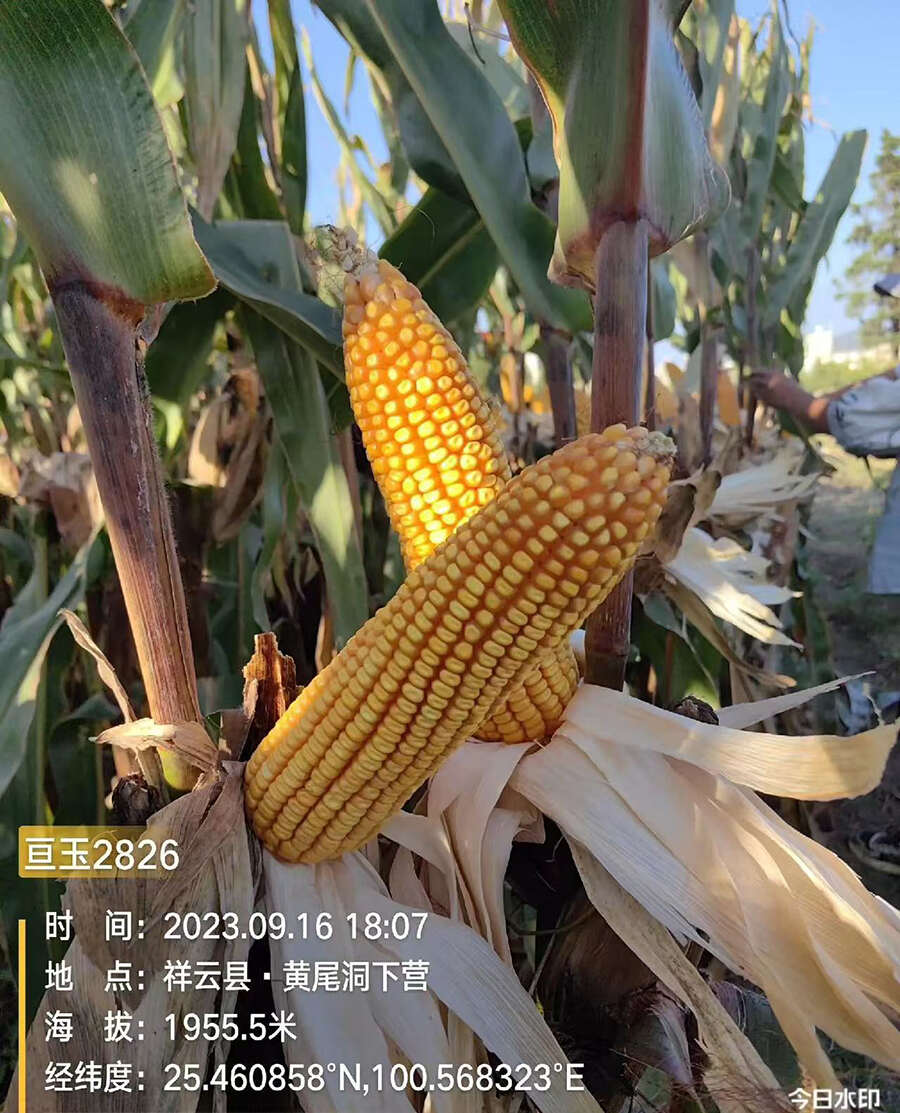 亘玉2826中高海拔玉米种子厂家直销