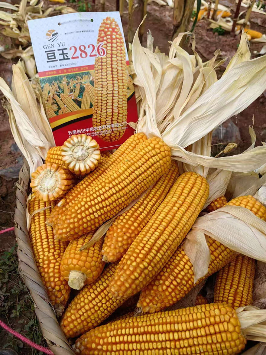 亘玉2826中高海拔玉米种子厂家直销