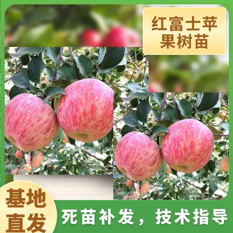 红富士苹果树苗 嫁接成品苗 烟富系列 死苗补发 技术指导