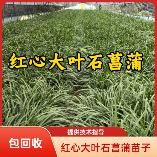 汉中红心大叶石菖蒲苗子中药材种苗提供技术指导